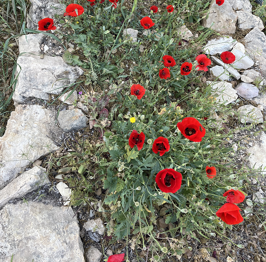 al-reef-womens-project